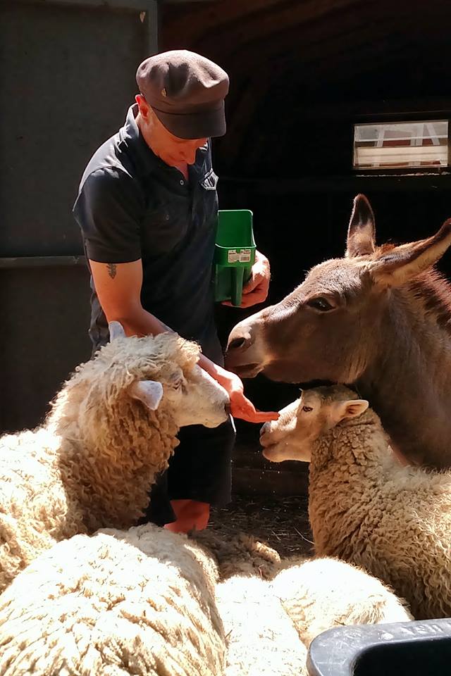 Benjie Loveless feeding sheep and a donkey