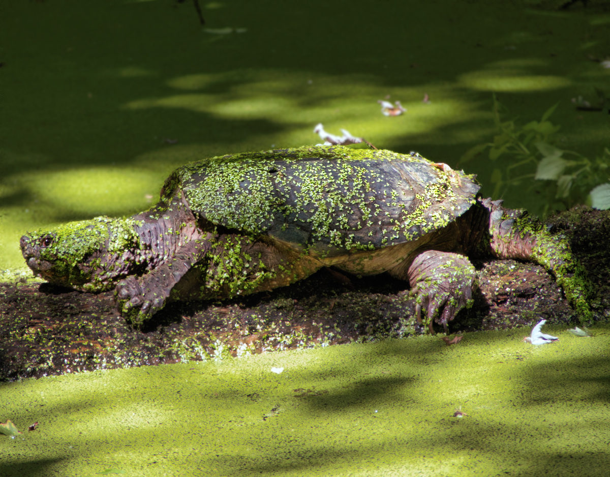 Profile of large snapping turtle sun basking on a log in a canal filled with vibrant duckweed