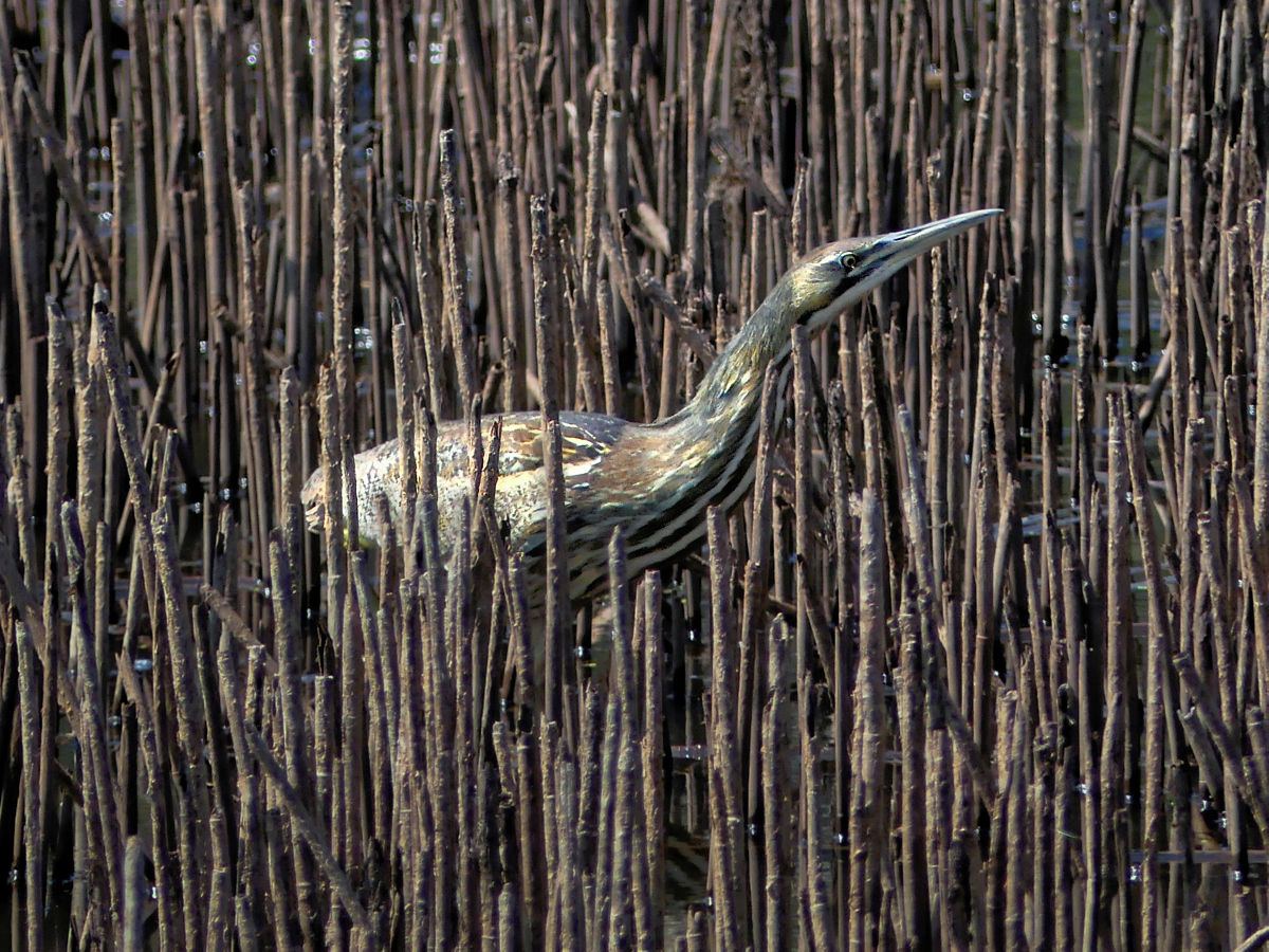 American Bittern Bird, in the marsh, camouflaged by young reed chutes in early spring