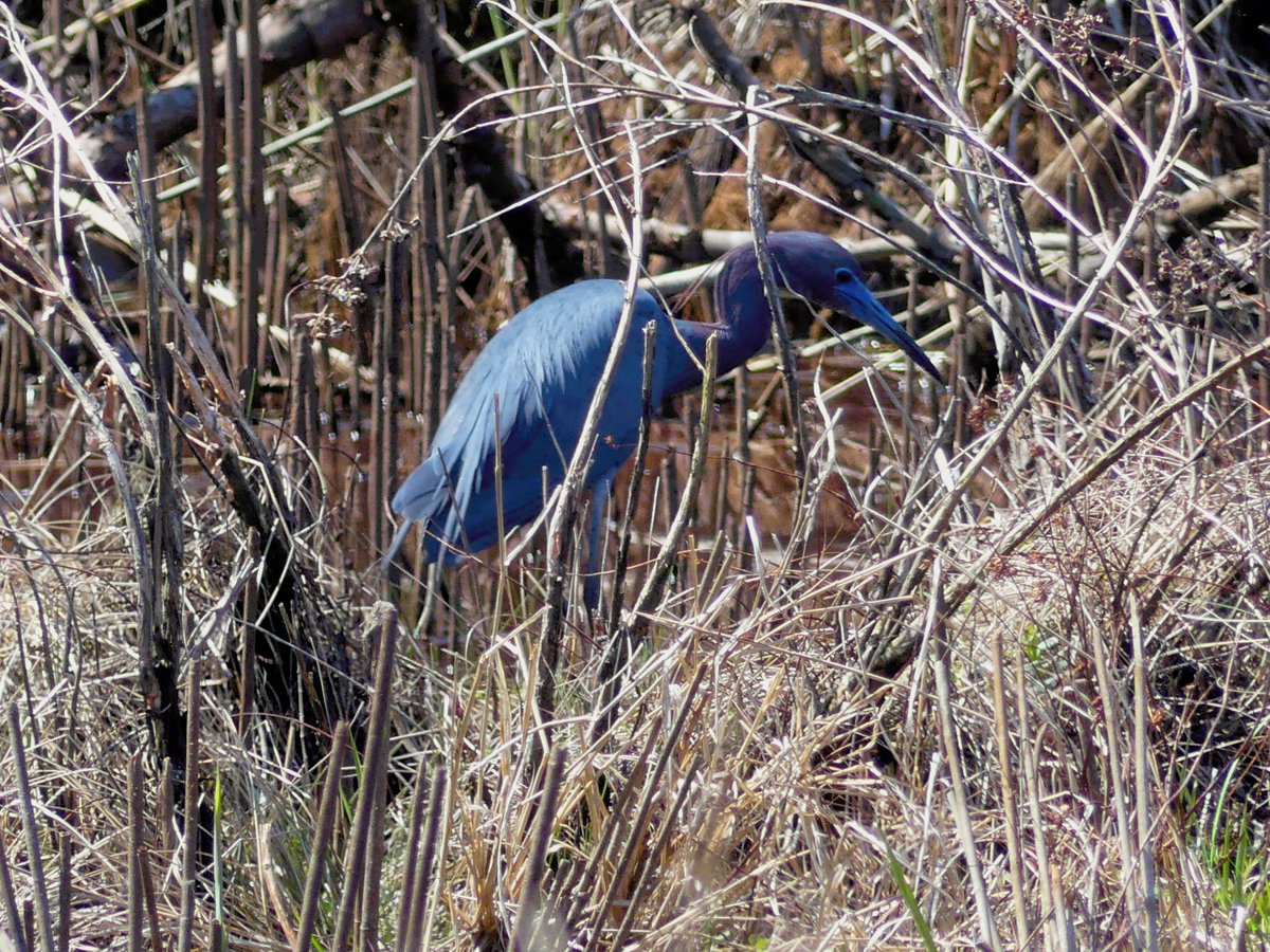 A little Blue Heron scans the marsh for a meal.