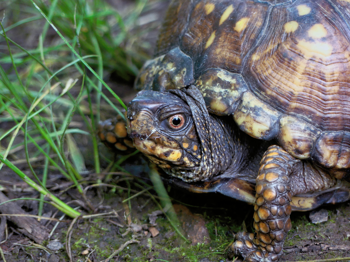 close up of box turtle in the middle of the path looking directly into the camera with an angry expression