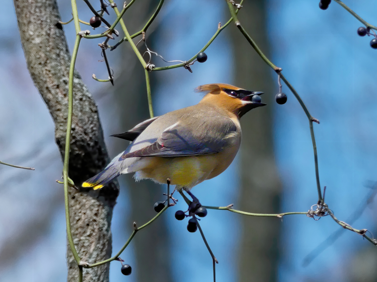 profile of a Cedar Waxwing bird perched on a vine while picking a berry.