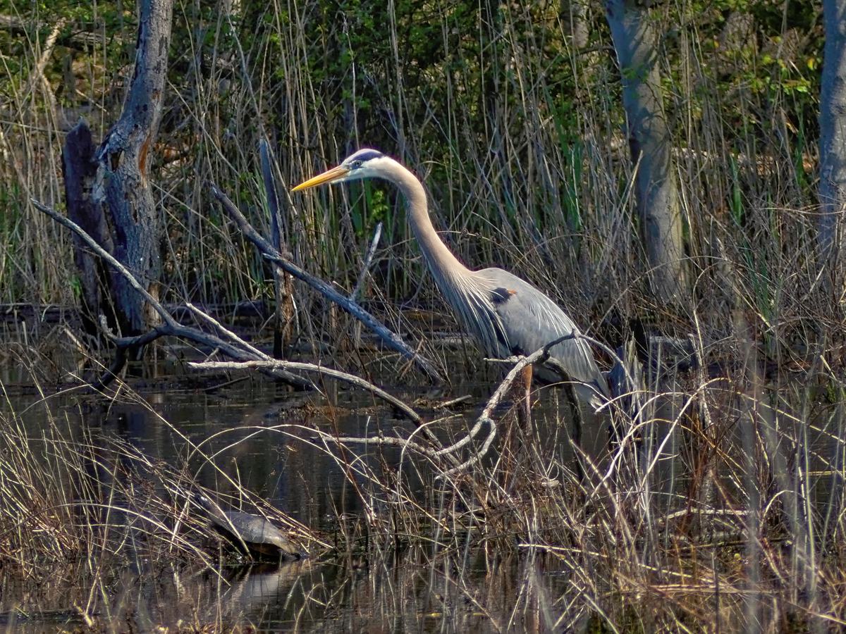 The Great Blue Heron is a familiar resident.