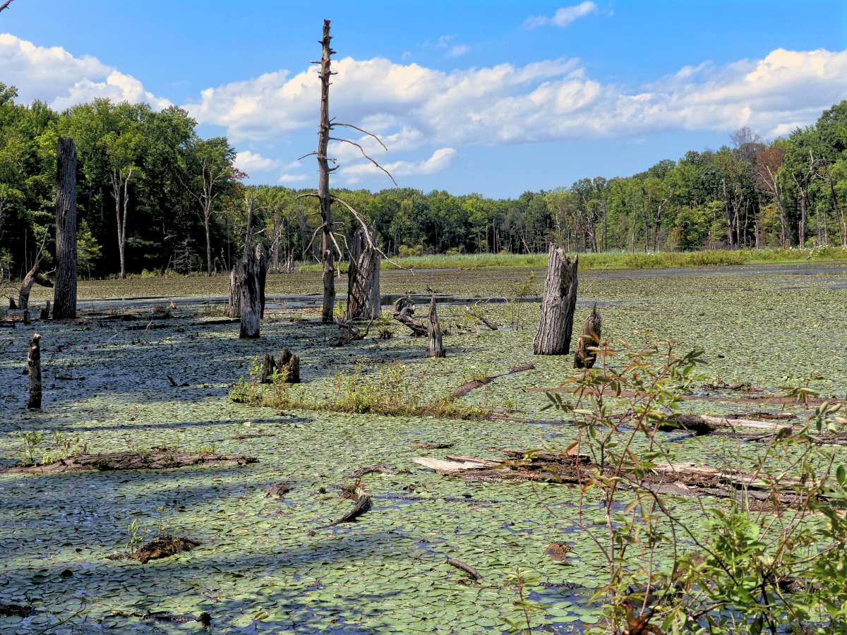 view over open area of a marsh covered in lily pads. dead trees in foreground, lush treeline in background, clear sky with several puffy clouds.