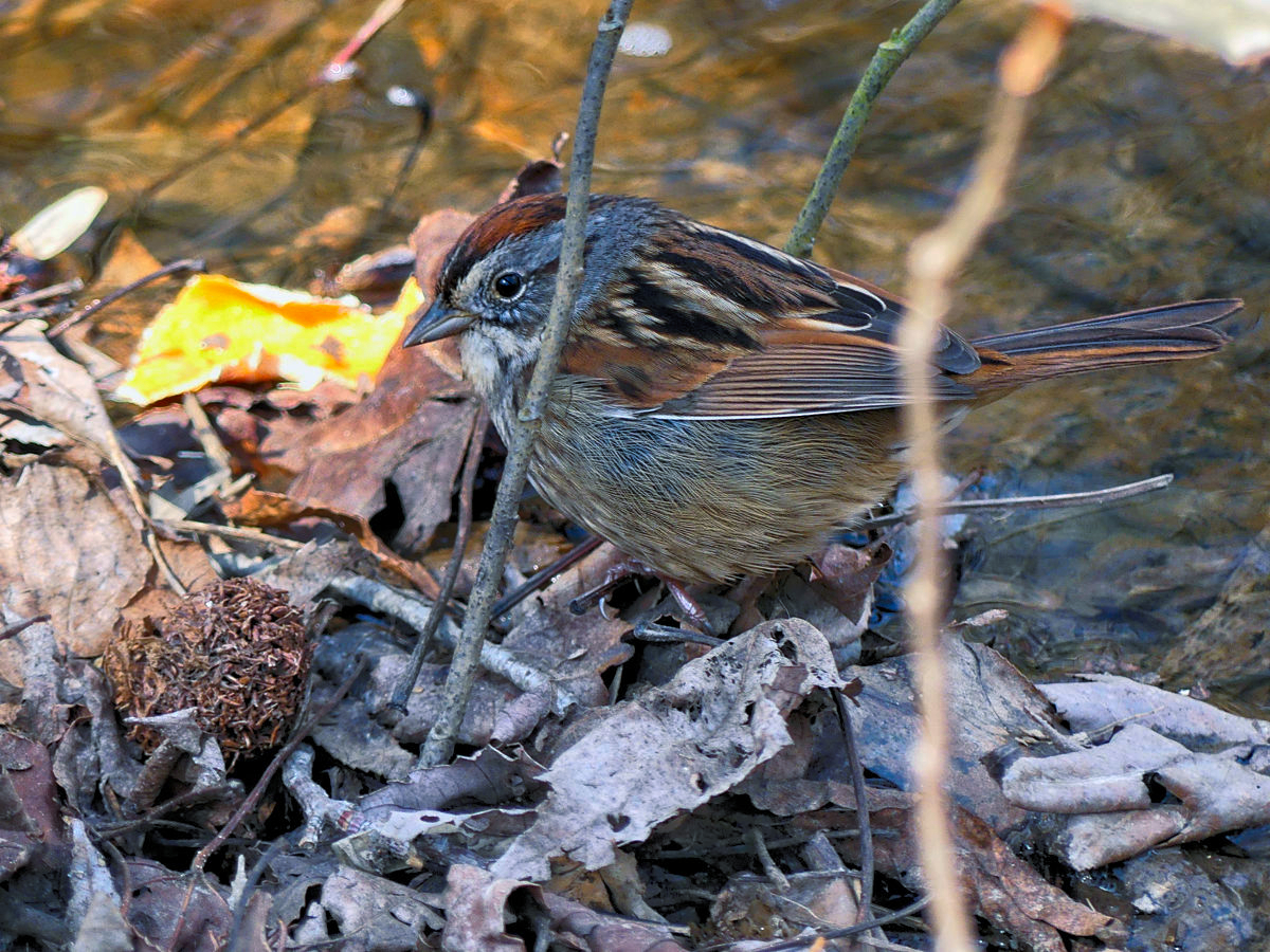 Profile view of a swamp sparrow, on dead leaves, at the edge of a rvierlet.